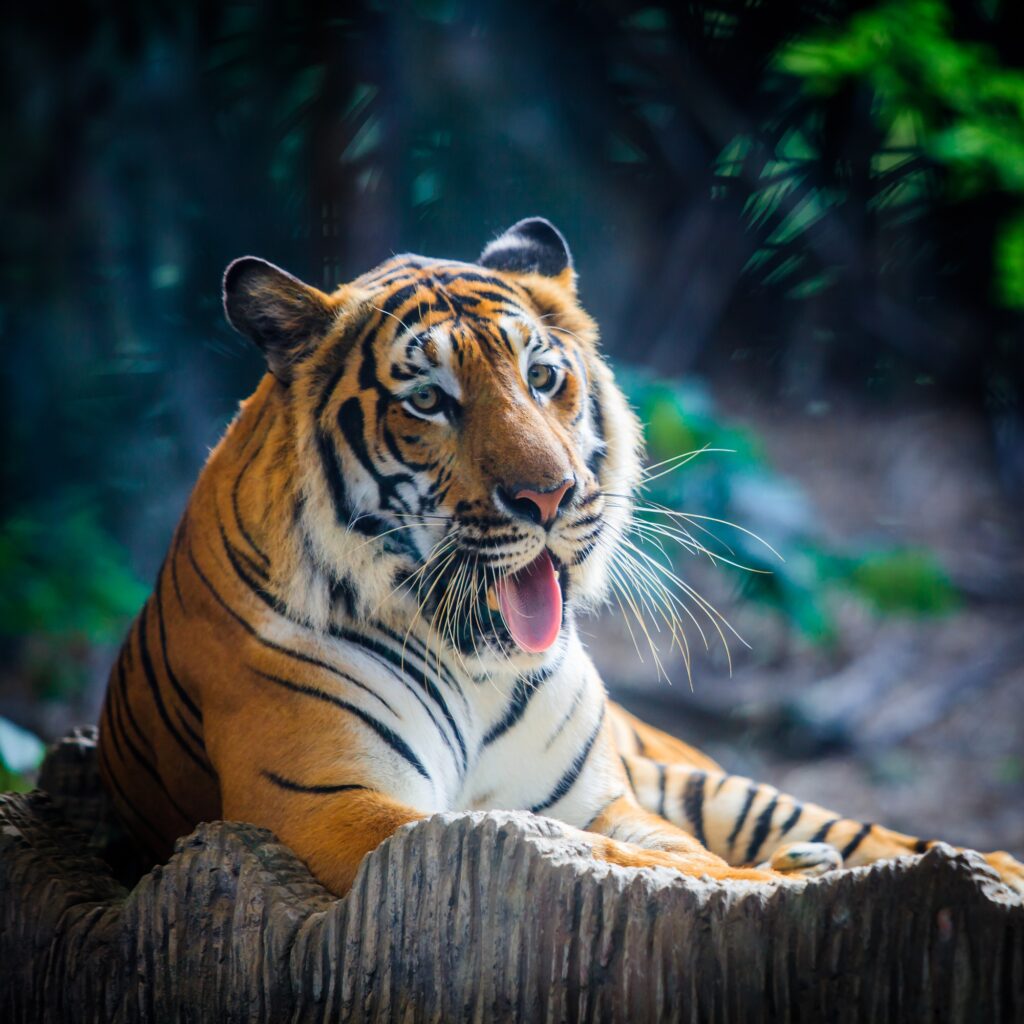Zoo Lipová-lázně Jeseník